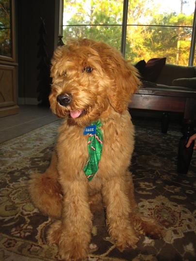 Goldendoodle Breeder