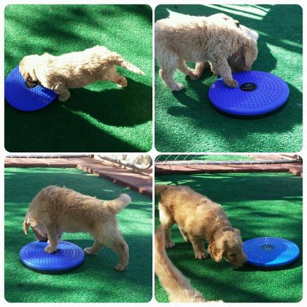 Mini Goldendoodle breeders in las Vegas