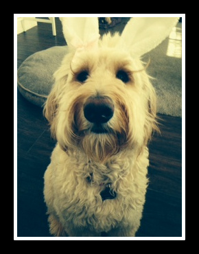 White Labradoodle