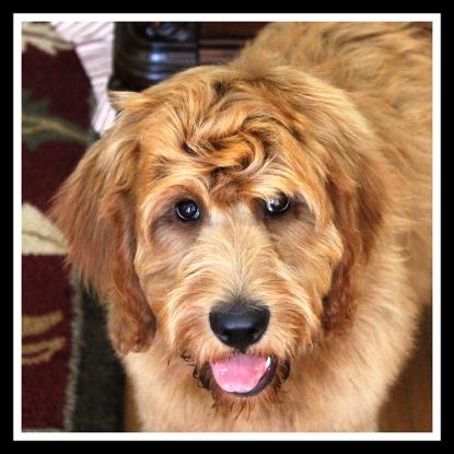 Labradoodle Dog For Sale